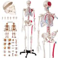 Miniatyrbild 1 av 11: Anatomiskt skelett med muskelmarkering - vit