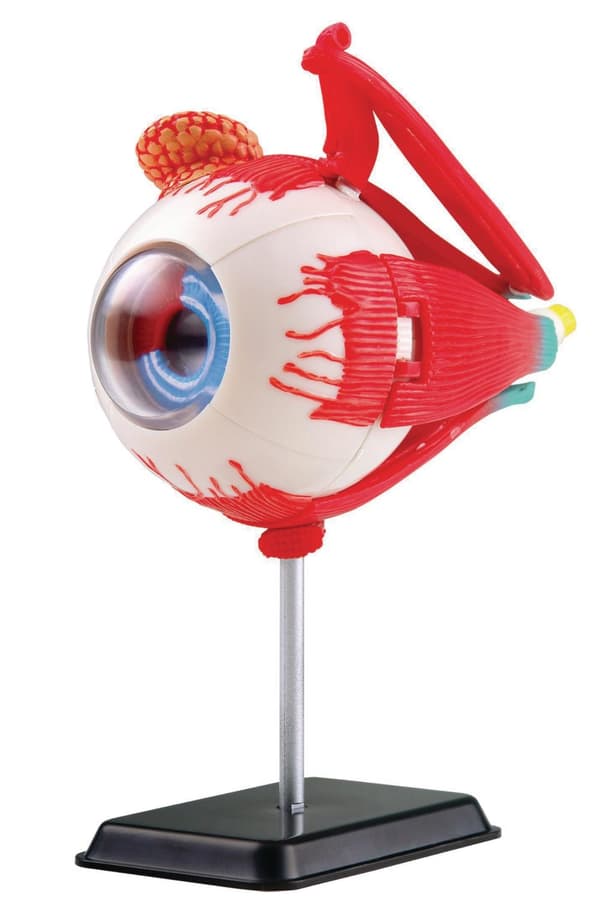 Anatomisk modell Öga 14 cm