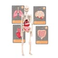 Miniatyrbilde 7 av 9: History Of Life On Earth Science Kit