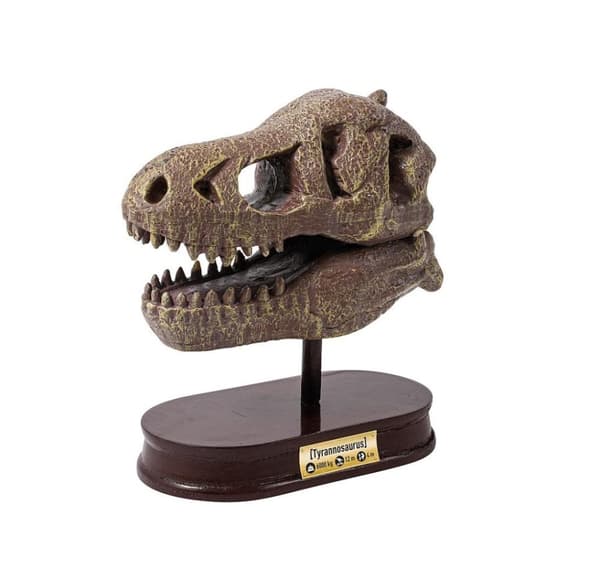 Buki Tyrannosaurus skalle