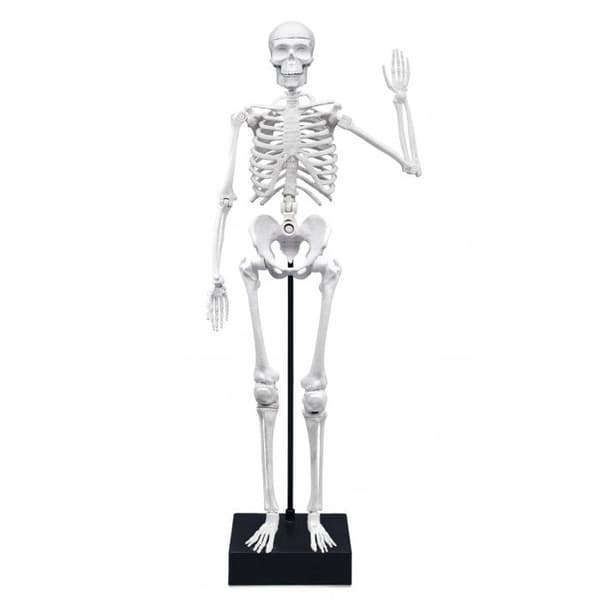 Buki Frankrike - Skelett 45 cm
