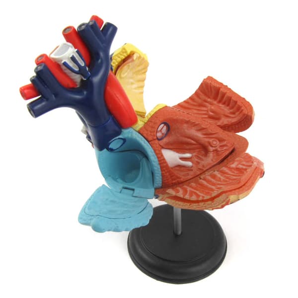 Human Anatomy Heart Anatomihjärta 4D Master