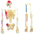 Miniatyrbild 3 av 3: MGM - Explora - Skeletal Anatomy - Anatomy Experiment