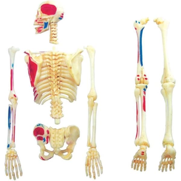 MGM - Explora - Skeletal Anatomy - Anatomy Experiment