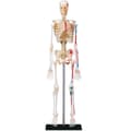 Miniatyrbild 2 av 3: MGM - Explora - Skeletal Anatomy - Anatomy Experiment