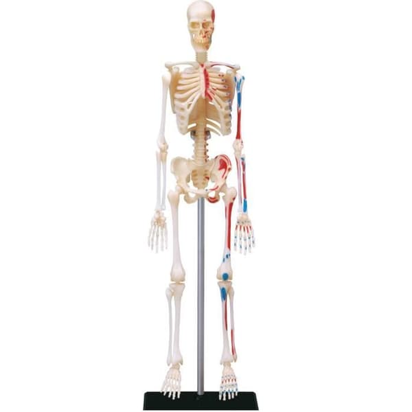 MGM - Explora - Skeletal Anatomy - Anatomy Experiment