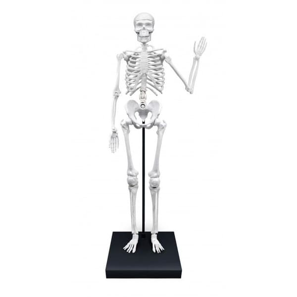 Jätteskelett 85 cm - Buki - med realistiska ben och leder - bas tillhandahålls