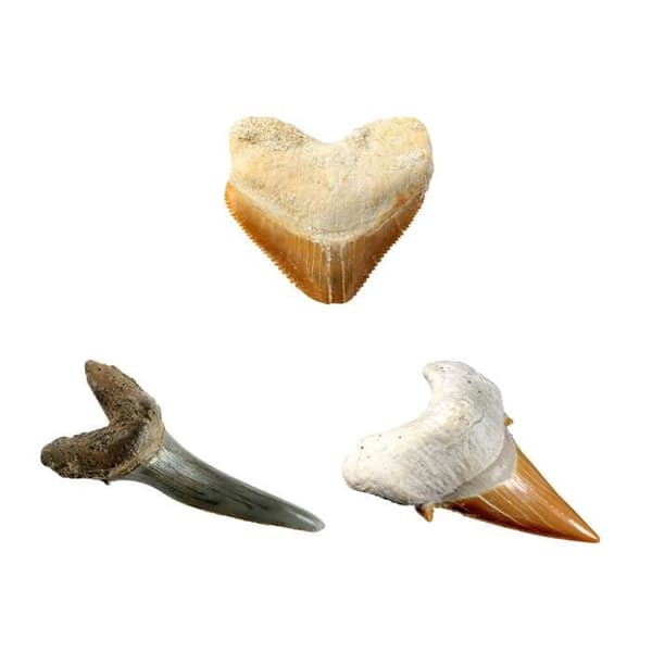 BANDAI National Geographic - Dig Kit: Shark Teeth