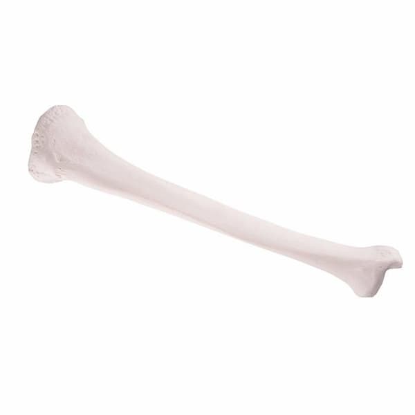 Human anatomy study 3b scientific - 1019363 - Human anatomy - Tibia Anatomical Model