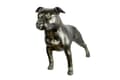 Miniatyrbillede 1 af 7: Staffordshire Bull Terrier, Staffik, Staffi II - hundestatuette i naturlig størrelse, figur i skala 1:1, havestatue af Art-Dog