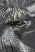 Miniatyrbild 8 av 11: Schnauzer, Schnauzer - hundbyst, stort hundhuvud för trädgården, unik vardagsrumsdekoration av Art-Dog