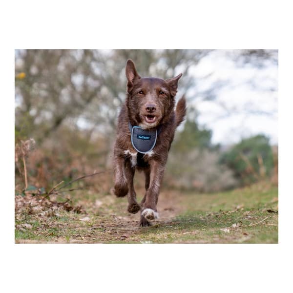 Hundsele Company of Animals CarSafe Svart Storlek S