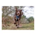 Miniatyrbillede 4 af 11: Hundesele Company of Animals CarSafe Sort XS