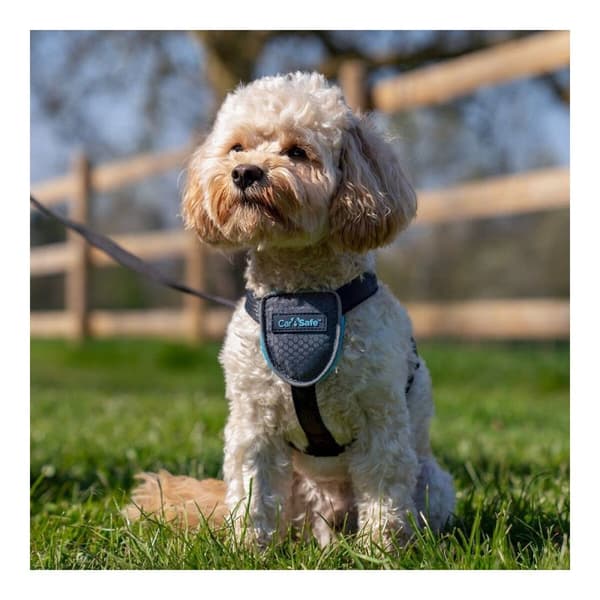 Hundesele Company of Animals CarSafe Sort XS