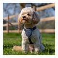 Miniatyrbillede 2 af 11: Hundesele Company of Animals CarSafe Sort XS