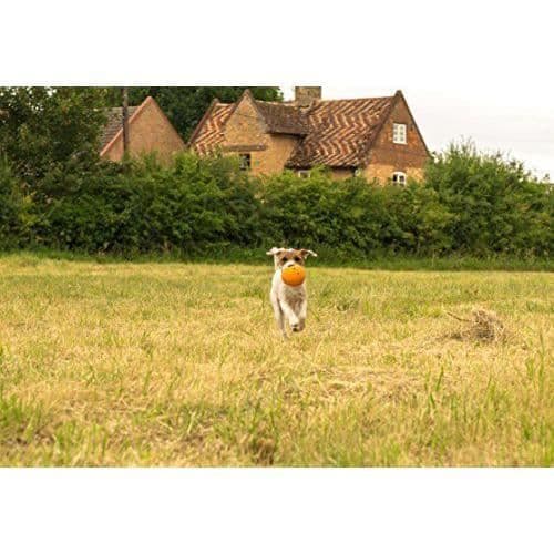 Petface Ensemble i latex Orange leksak för hund, stor - 23041DS1