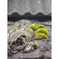 Miniatyrbild 2 av 3: Antifoam 2100 Concentrate 10L - Dalep - 121010