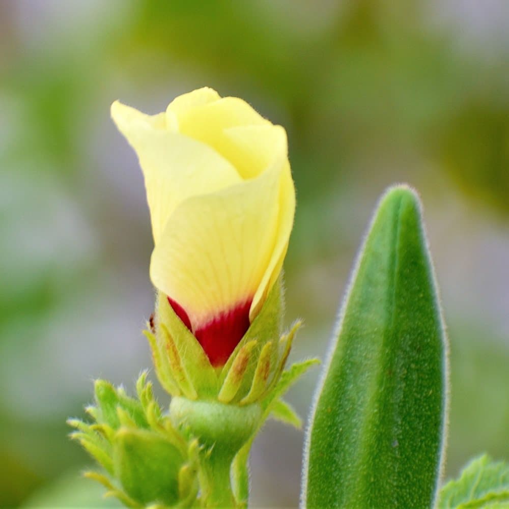 Okra 'Abelmoschus esculentus' - 50 st. frön/förp.