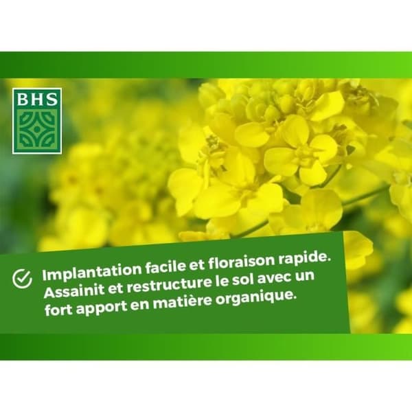 Grøn gødning - BHS - Hvid sennep 500g | 100 m² | Forbedrer og desinficerer jorden for bedre frugtbarhed.
