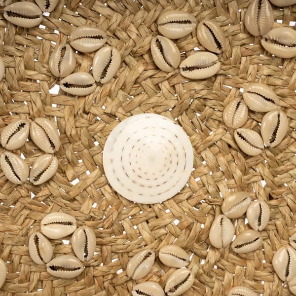 Caribe Skal Plade - Naturlig Hvid - M