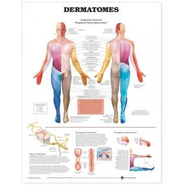 Dermatomers anatomiska diagram