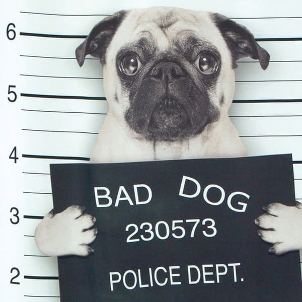 Duschdraperi Polyester BAD DOG 180x180cm Spirella