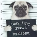 Miniatyrbild 2 av 4: Duschdraperi Polyester BAD DOG 180x180cm Spirella