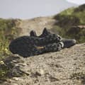 Pikkukuva 10 / 10: Adidas Vaelluskengät Terrex Trailmaker 2 Musta EU 42 2/3 Mies