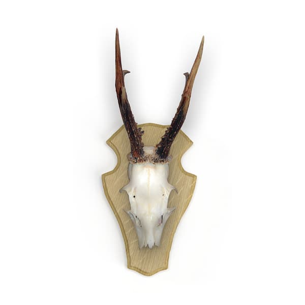 Eurohunt Egehjorte Trofæplade 1 Med Plastikclips 5 Enheder Gul 22x13 cm
