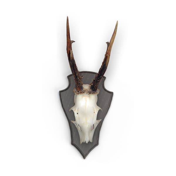Eurohunt Egehjorte Trofæplade 2 Med Metal Klemmer 10 Enheder Brun 22x13 cm