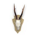 Pikkukuva 3 / 4: Eurohunt Tammihirven Trofealevy 2 Muoviklipseillä 5 Yksiköt Ruskea 22x13 cm