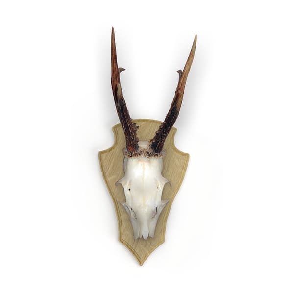 Eurohunt Tammihirven Trofealevy 2 Muoviklipseillä 5 Yksiköt Ruskea 22x13 cm