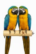 Pikkukuva 4 / 5: Parrot Planet Naturally - Luonnonvärinen koivuorsi papukaijoille, koko XL - 30 cm