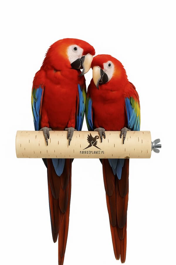 Parrot Planet Naturally - Luonnonvärinen koivuorsi papukaijoille, koko XL - 30 cm