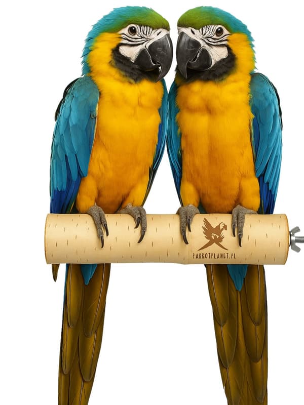 Parrot Planet Naturally - Luonnonvärinen koivuorsi papukaijoille, koko XL - 30 cm