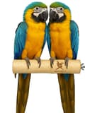 Pikkukuva 1 / 5: Parrot Planet Naturally - Luonnonvärinen koivuorsi papukaijoille, koko XL - 30 cm