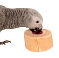 Miniatyrbillede 5 af 11: JAVA papegøje-geléholder