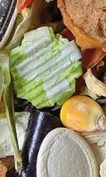 Naturlig vit agrabal gnagare trädgård grönsak 200g