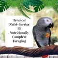 Miniatyrbild 3 av 6: Lafeber NutriBerries Tropical Fruit - Mat: spannmål med tropisk frukt i form av bollar för medelstora och stora papegojor 28g PROV