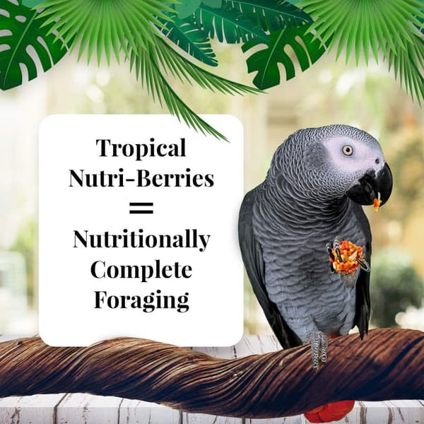 Lafeber NutriBerries Tropical Fruit - Mat: spannmål med tropisk frukt i form av bollar för medelstora och stora papegojor 28g PROV