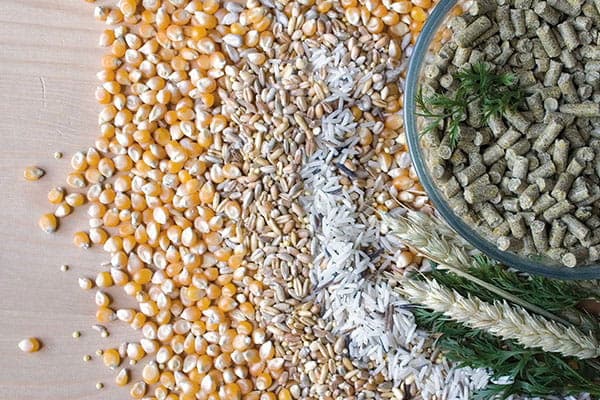 Wagner's Pellets - Wagner's kallpressade granulat för medelstora och stora papegojor 750g