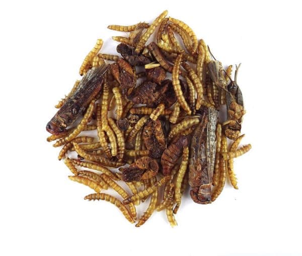 Claus Igel Fit - Siilien ruoka 75g
