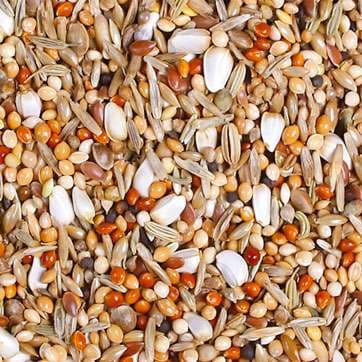 Jr Farm Stora Parakiter - foder för nymfparakiter och andra medelstora papegojor - berikat med ostronskal 1 kg