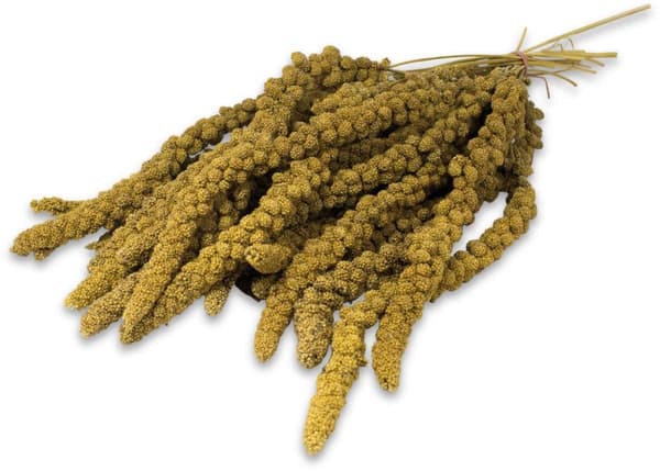 JR FARM Spray Millet Yellow - gul hirse i ører til papegøjer 1 kg