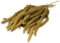Miniatyrbillede 3 af 6: JR FARM Spray Millet Yellow - gul hirse i ører til papegøjer 1 kg