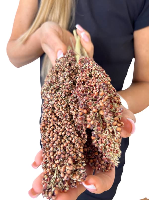 JR FARM Dari i öronen för att knastra för alla papegojor 100g