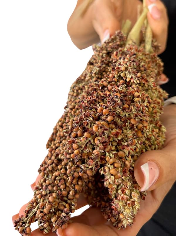 JR FARM Dari i öronen för att knastra för alla papegojor 100g