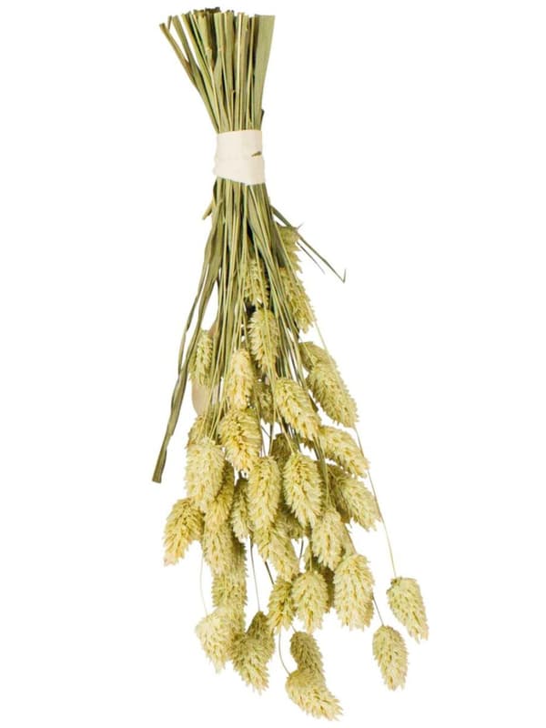 JR FARM Kanariansiemeniä korvissa murustukseen kaikille papukaijoille 20 g