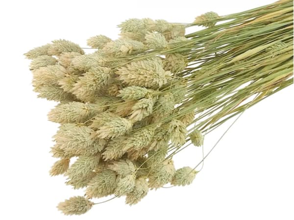 JR FARM Kanariansiemeniä korvissa murustukseen kaikille papukaijoille 20 g