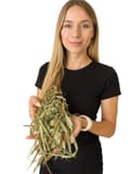 Pikkukuva 1 / 11: JR FARM Kanariansiemeniä korvissa murustukseen kaikille papukaijoille 20 g